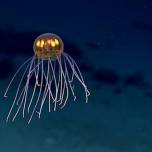 В марианской впадине обнаружили необычную медузу