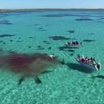 Семьдесят акул растерзали кита на глазах у туристов