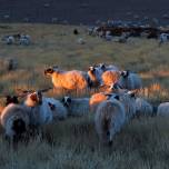 Стадо овец устроило погром в британском поселке, пообедав на конопляном поле