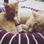В сша открыли производство вина для кошек