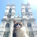 Сердитый котик осмотрел достопримечательности лондона