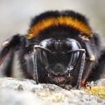 Захватывающая макрофотография насекомых