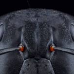 Макроснимки насекомых от фотографа Юсеф Аль Хабши (Yousef Al Habshi)