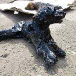 История спасения щенков