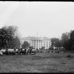 Овцы президента сша перед белым домом