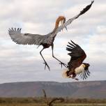 Озеро войны: храбрые птицы против сильных захватчиков