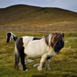 Шетландские пони острова фула