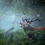 То, что может напугать: Жуткие голоса лесных обитателей