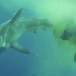 Тигровая акула съела зебу посреди океана