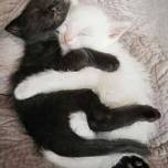 Как инь и ян: черные и белые котики