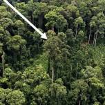 Самое высокое тропическое дерево обнаружено в Малайзии