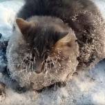 Сурового челябинского кота спасли из ледяного плена