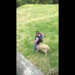 В Новой Зеландии овца напала на полицейского