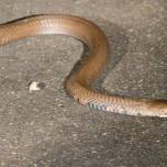 В юар подросток выжил после укуса одной из самых ядовитых в мире змей