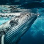 Подборка лучших фотографий, опубликованных журналом National Geographic в декабре 2016 года