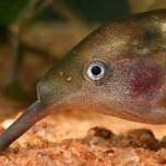 Гнатонемус (лат. Campylomormyrus numenius), или рыба-слон