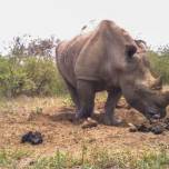 Белые носороги посещают огромные кучи навоза, чтобы узнать последние новости