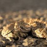 Атаку гремучника на прыгуна сняли в слоу-мо