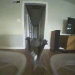 Домашний кот атаковал дрон