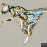 Паразит в паразите прокладывает туннель через голову жертвы