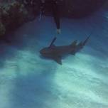 Акула попросила дайвера вытащить из нее нож