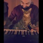 Турецкий кот-меломан порадовал пользователей Instagram