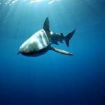 Экстремалы искупались в компании акулы в открытом океане