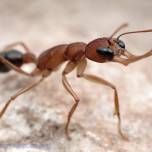 Прыгающий муравей (лат. harpegnathos saltator)