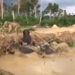 Спасатели вытащили слонов из ямы, оставленной взорвавшейся бомбой