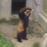 Забавная реакция красной панды на увиденный камень