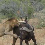 Львы напали на буйвола, но стадо не бросило товарища в беде