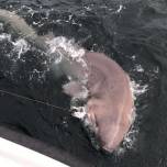 Рыбаки поймали крупнейшую акулу в европе