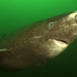 Гренландская полярная акула, или малоголовая полярная акула, или атлантическая полярная акула (лат. somniosus microcephalus)