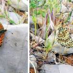 В израиле спустя 109 лет открыли новый вид бабочек