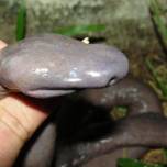 Atretochoana eiselti — один из видов водных червяг