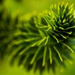 Могут ли растения слышать