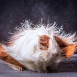 Забавные морские свинки