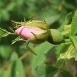 Тысячелетняя роза Хильдесхайма - уникальная природная достопримечательность