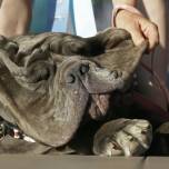 3-летний неаполитанский мастиф победил в конкурсе на звание самой уродливой собаки