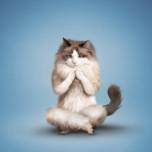 Йога-животные