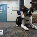 Американец научил собаку лаять шепотом