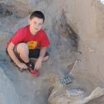 В сша ребенок нашел останки древнего стегомастодона