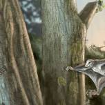 Впервые обнаружены "летающие" млекопитающие юрского периода