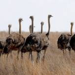 10 удивительных фактов о страусах