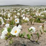 В самой засушливой пустыне мира выросли цветы