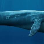Синие киты находят новые способы общаться в шумном океане