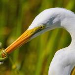 Лучшие фотографии конкурса Bird Photographer of the Year