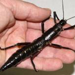 Обнаружены редчайшие насекомые, считавшиеся вымершими