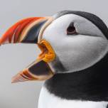 National Geographic: лучший природный фотограф 2017. Часть 2