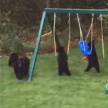 Медвежата поиграли с качелями на детской площадке